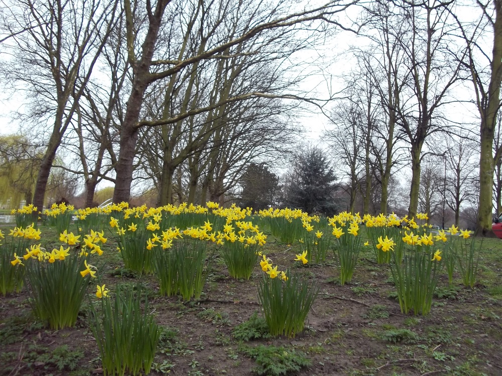 Daffodils near the river