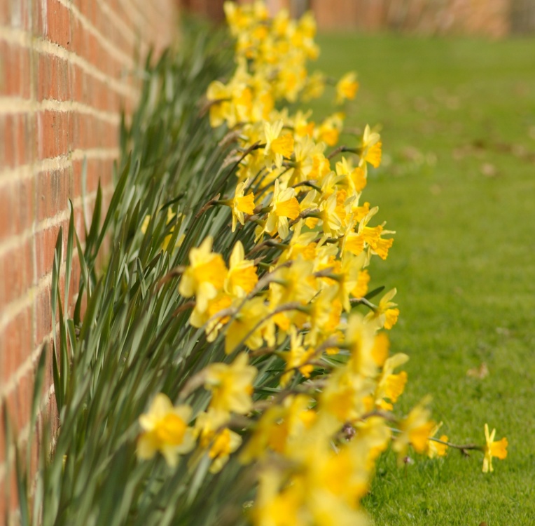 Daffodils along a wall, Padbury, Buckinghamshire