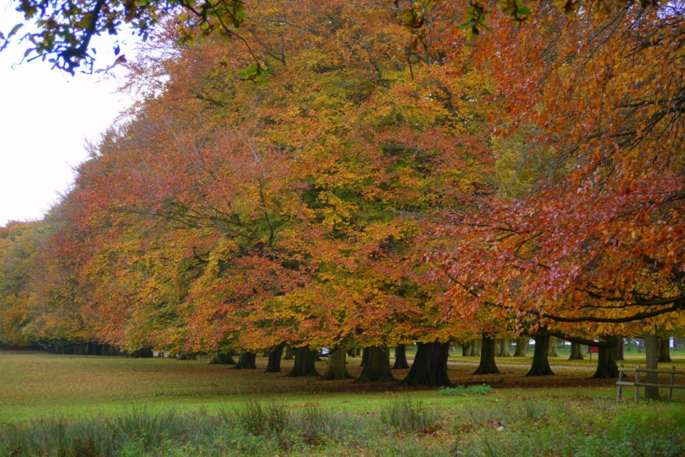 Autumn in Tatton Park