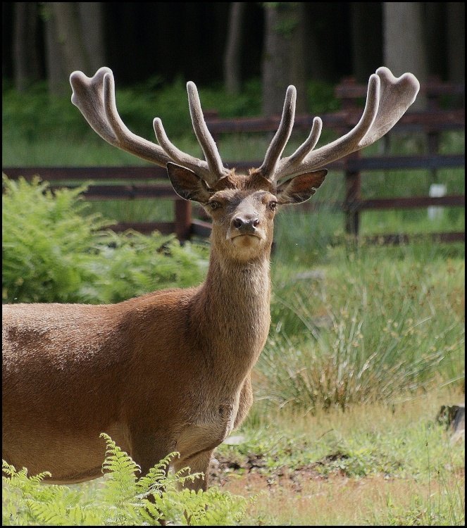 Stag with Large Antlers