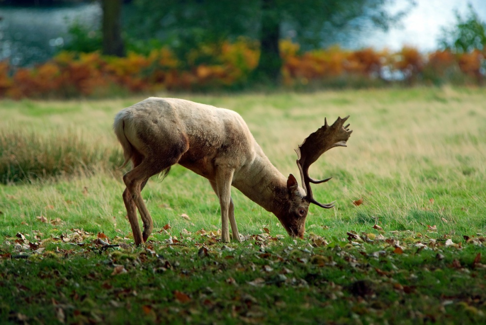 Grazing Stag