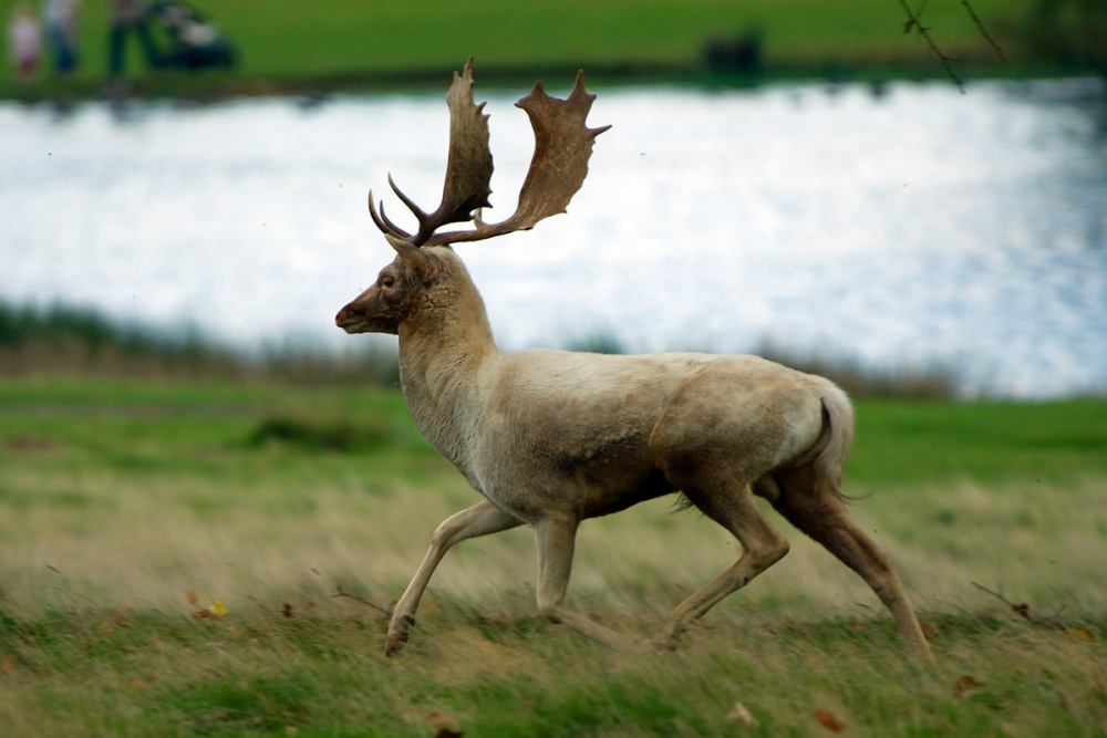 Running Stag