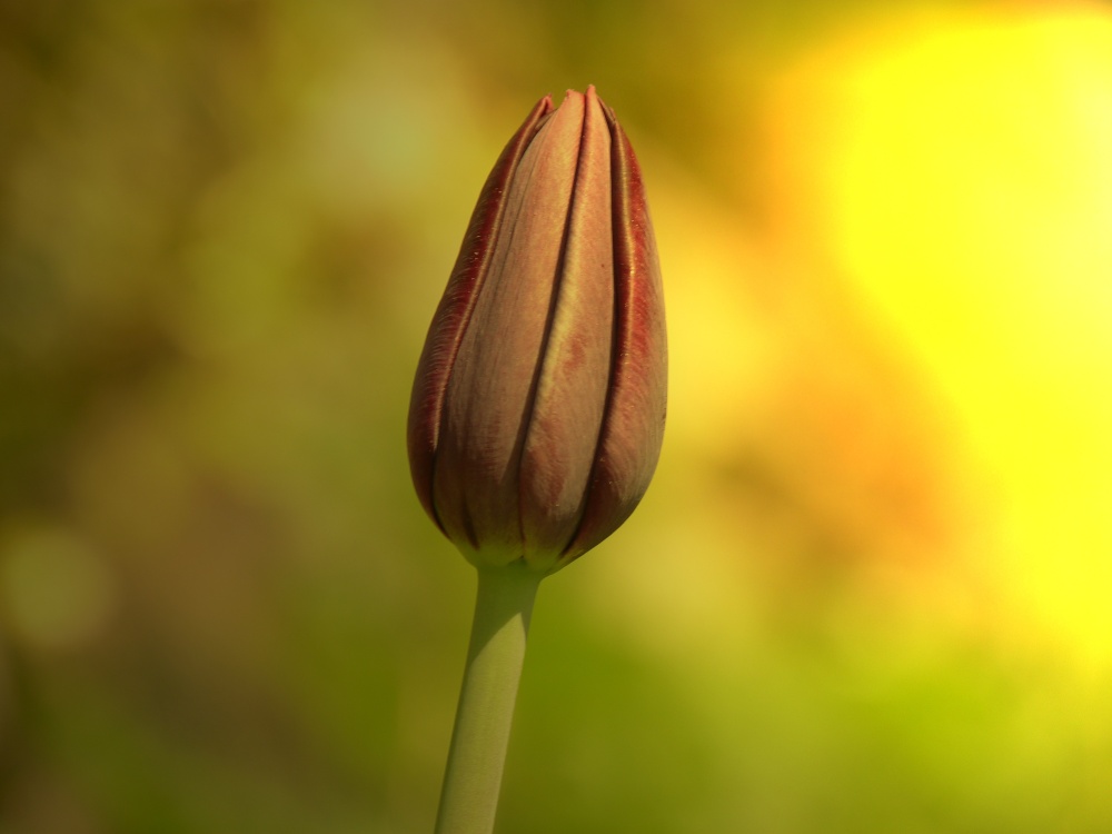 Lonely Tulip
