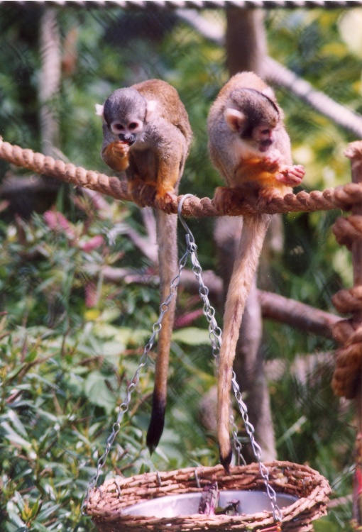 Monkeys with long tails