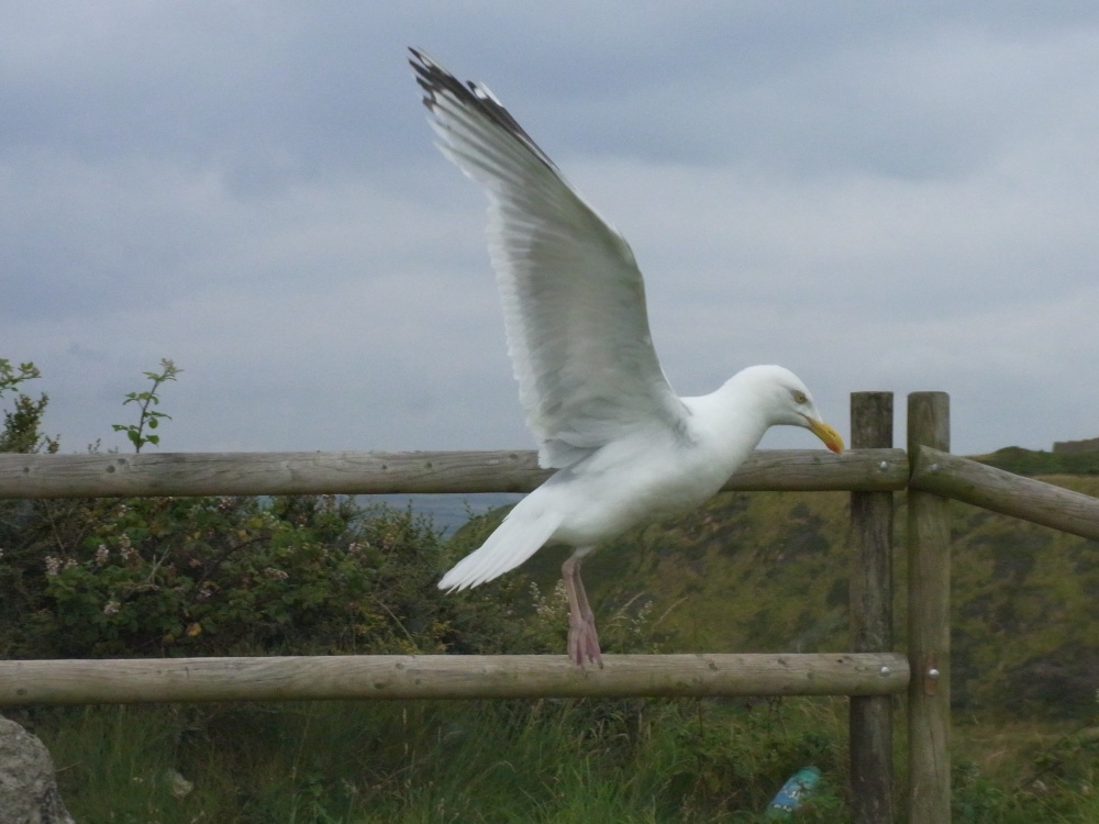 Gymnastic seagull