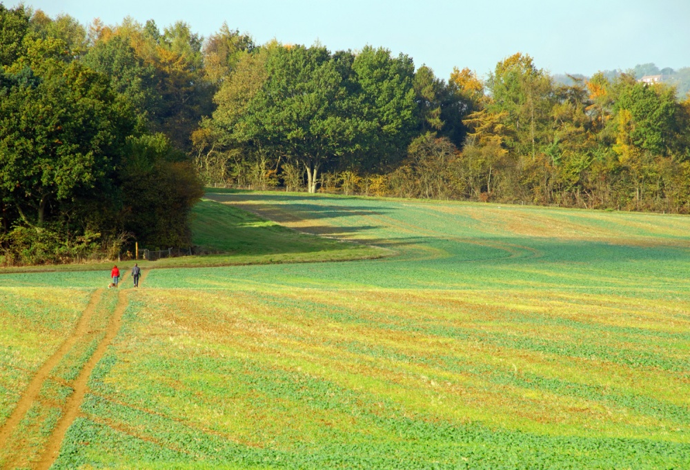 Autumn fields