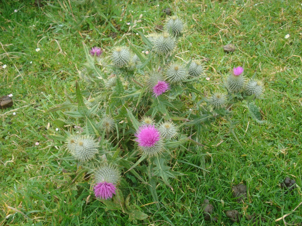 The thistle very well feels itself in this severe district.