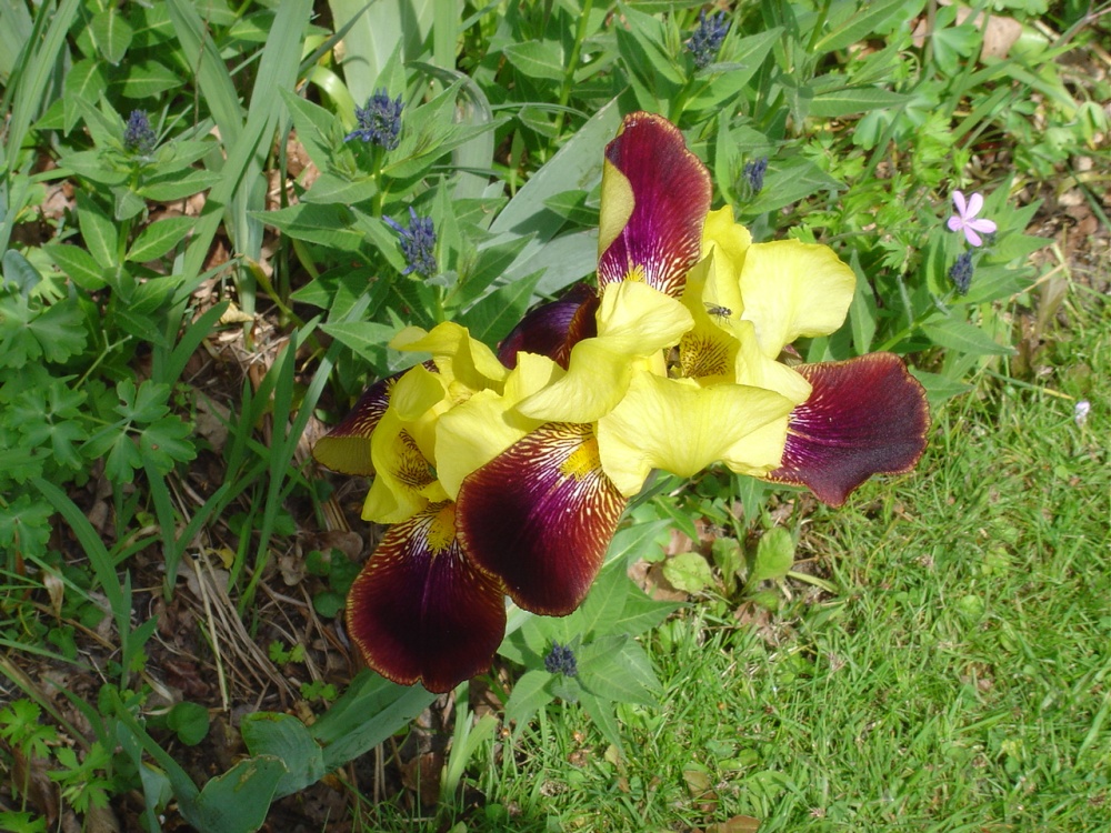 Pictures of Spinners Garden