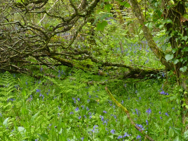 Bluebell woods at Tehidy Country Park, Cornwall