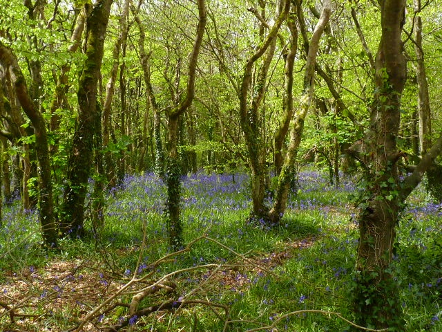 May in the woods at Tehidy Country Park, Cornwall