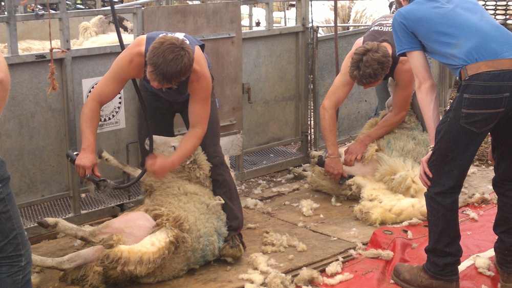Sheep Shearing demonstration at Eaton College Open day