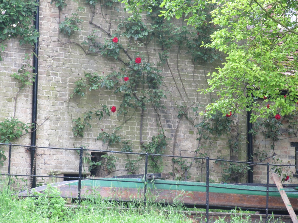 Climbing Roses and Upside Down Punt