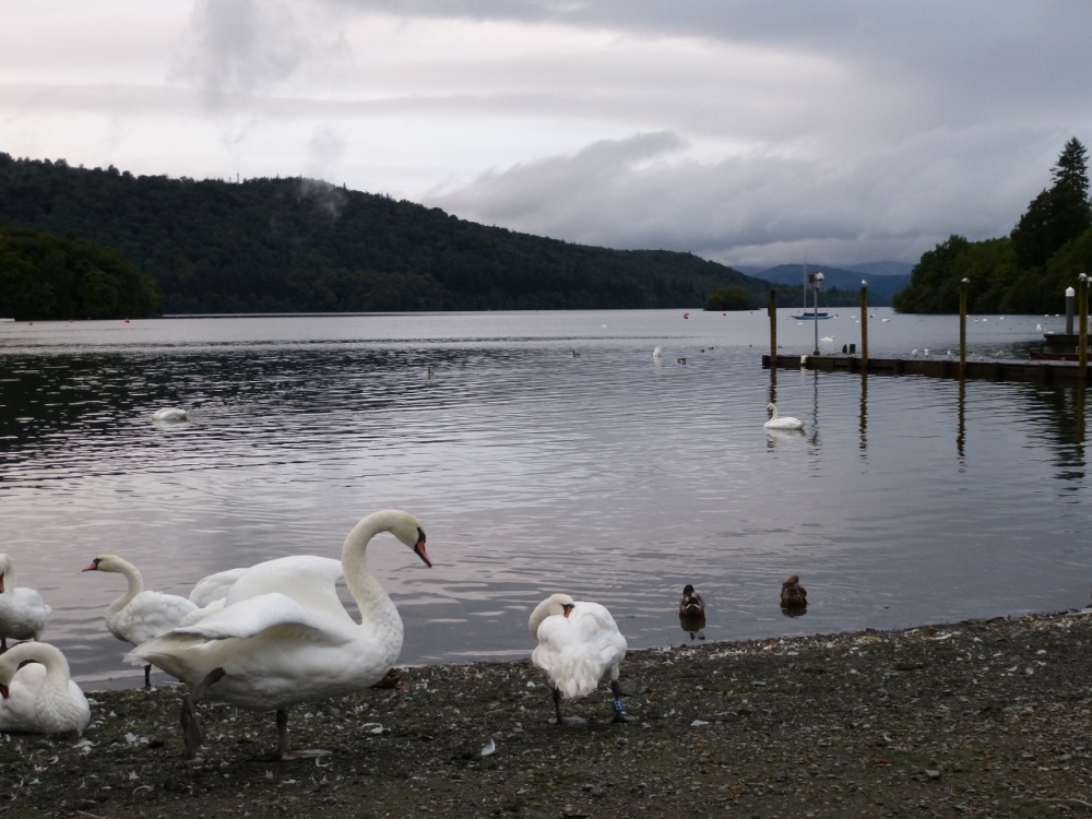 Bowness Swans