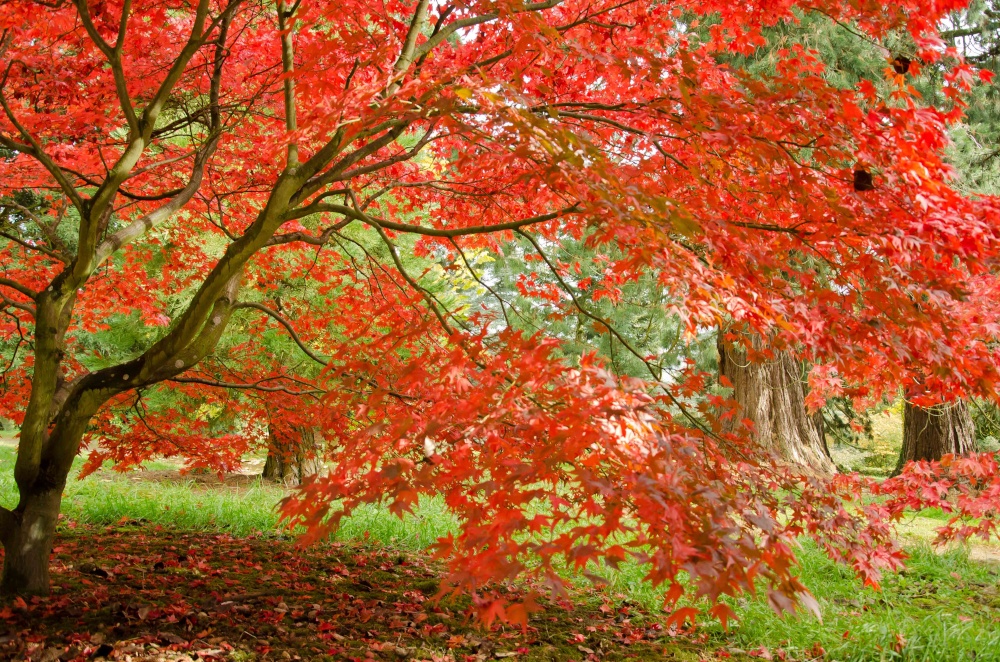 Maple at Batsford Arboretum