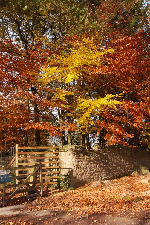 Autumn in Chatsworth Park, Derbyshire