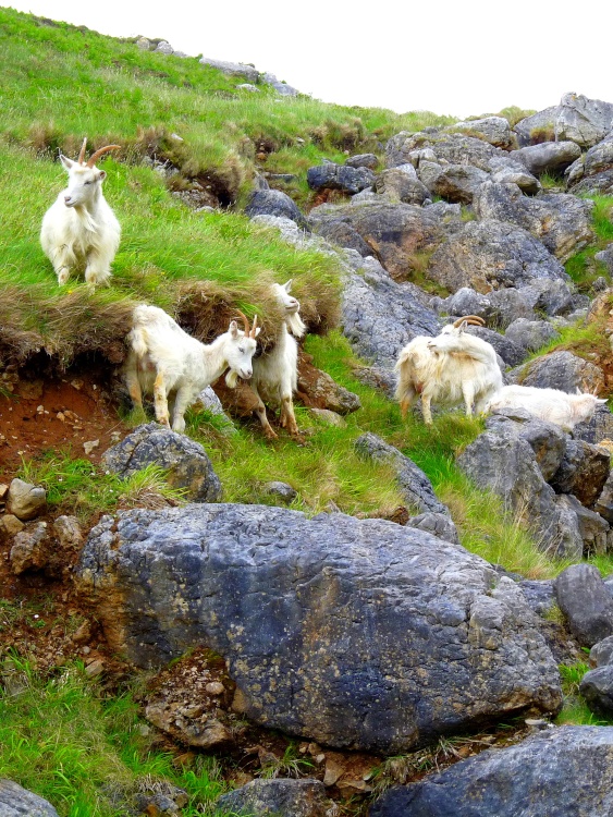 Goats  on the hillside near Conwy