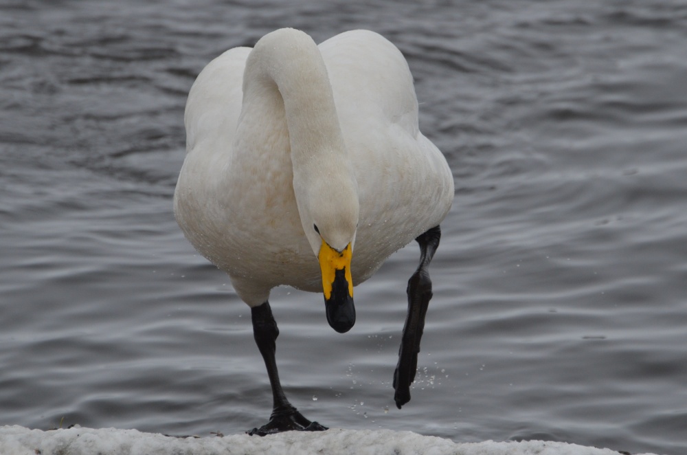 Whooper Swan, Welney