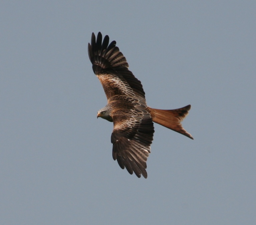 "Christmas Common Kites" by Sue H at