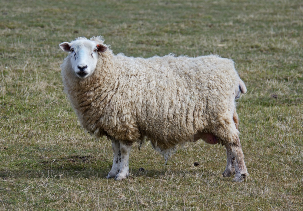 A Romney Marsh Sheep