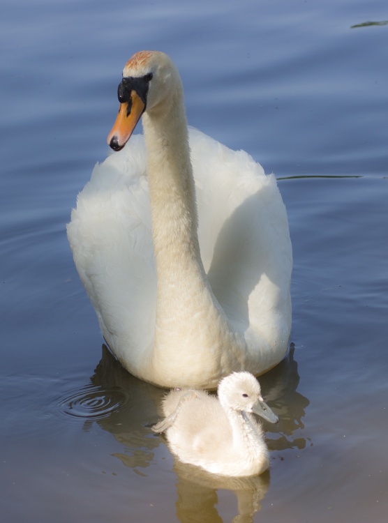 Mother and baby (Cygnet)