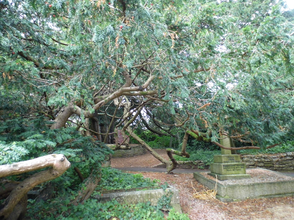 The old Yew tree in the Churchyard.