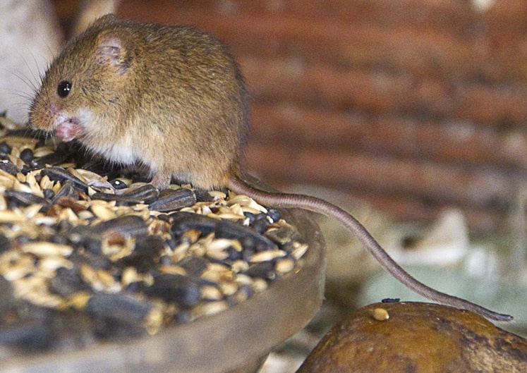 Harvest Mouse at New Forest Wildlife Park