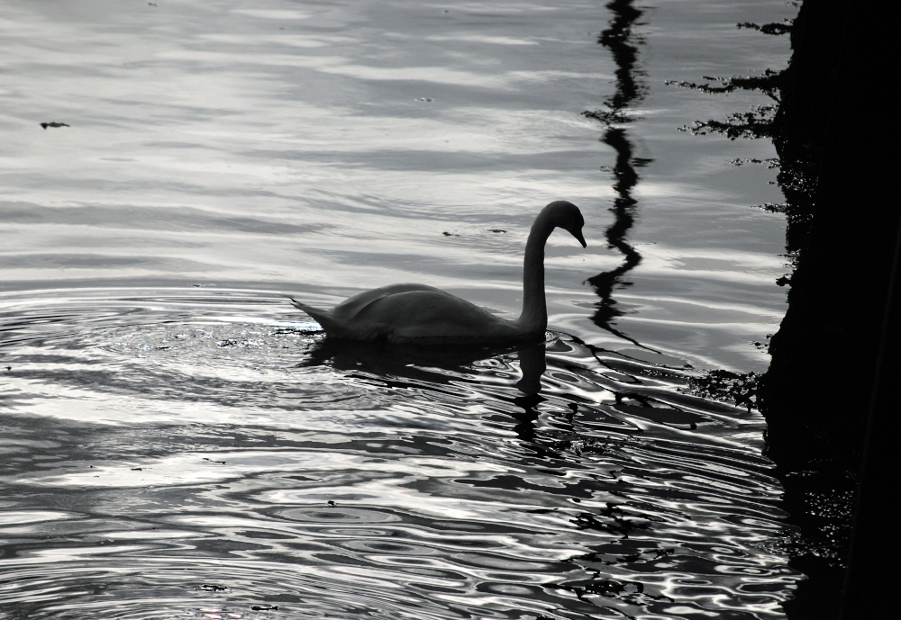 Swan At Roker Marina