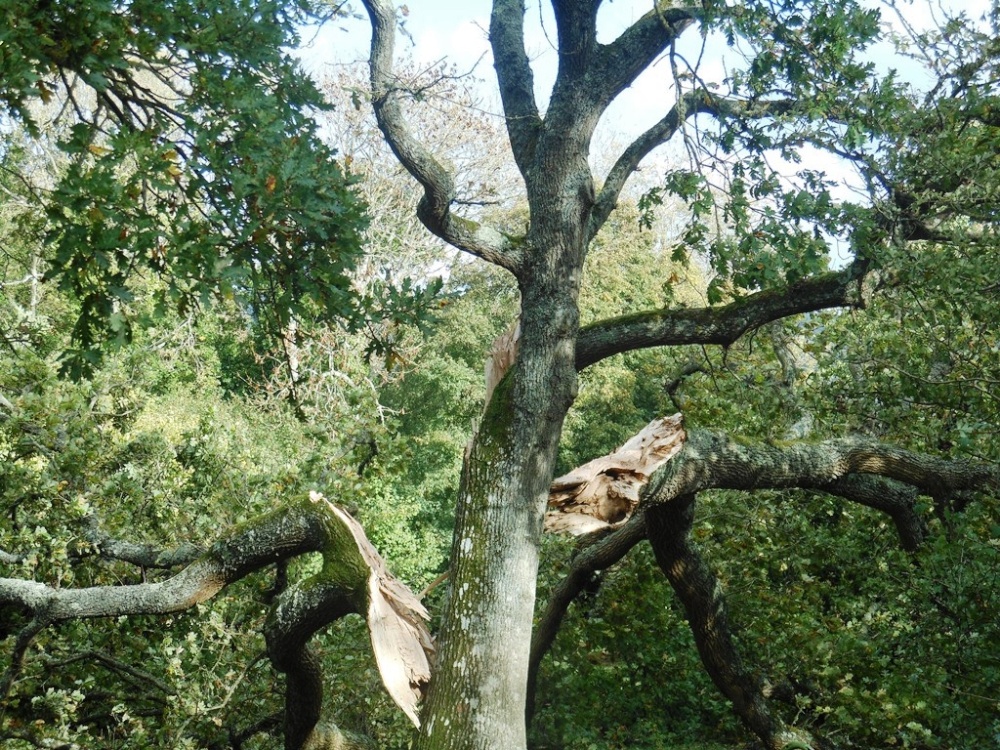 Storm damaged tree, Langton West Wood