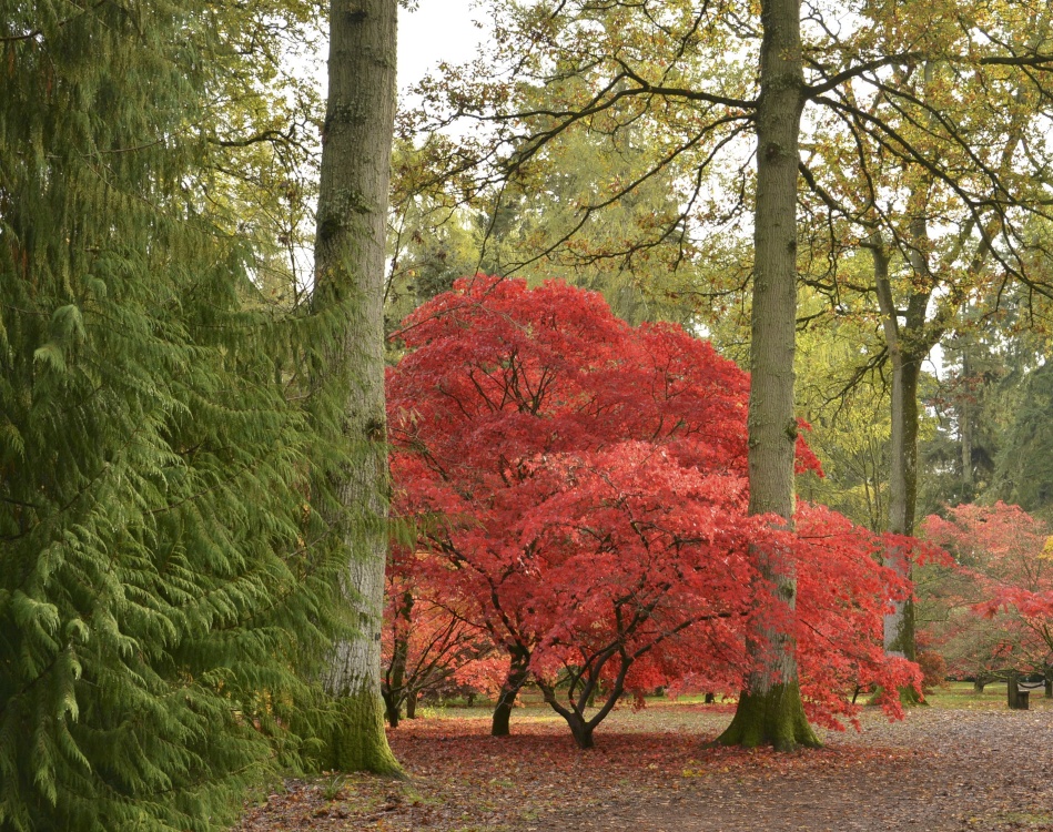 Westonbirt Arboretum, Gloucestershire