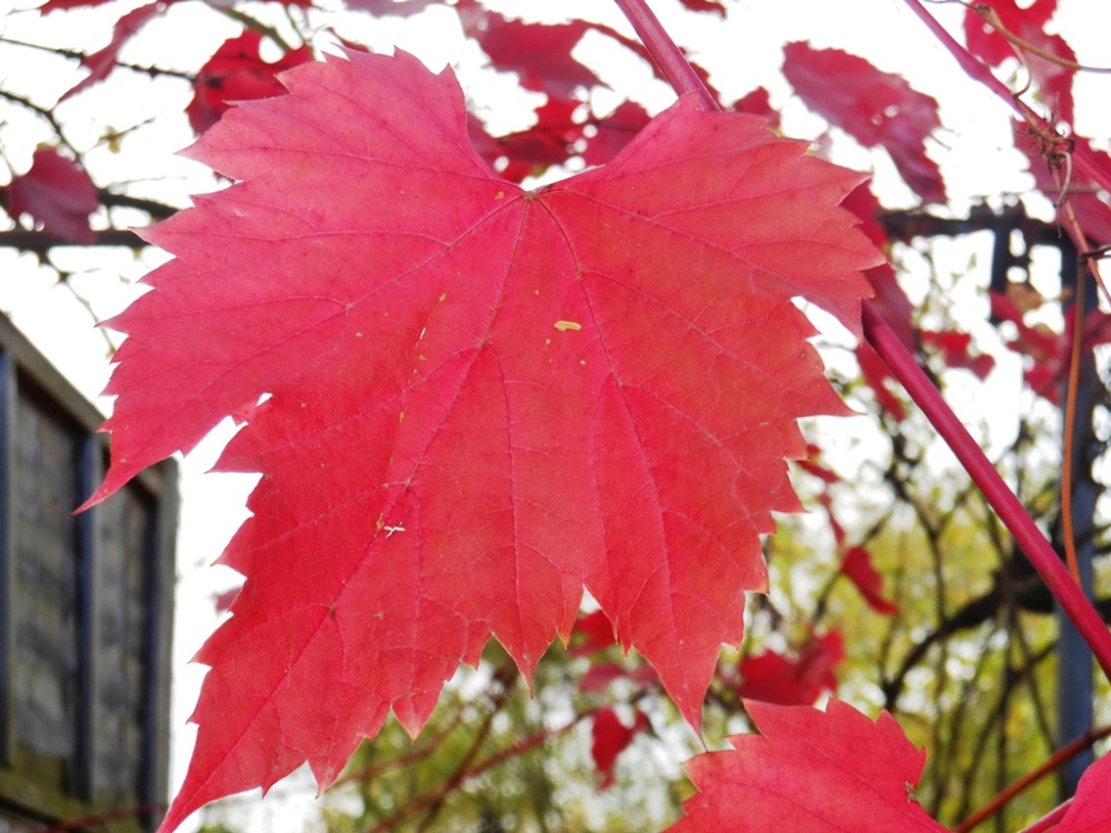 Leaf, Kew Gardens