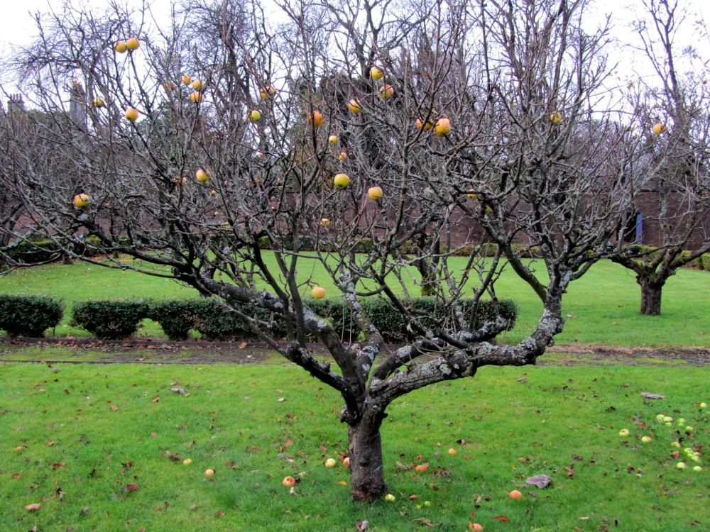 Linnwood Hall Orchard