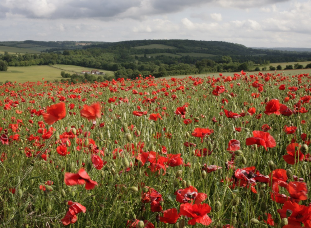 Poppies in the Darent Valley