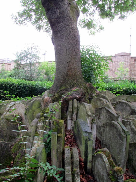 The Hardy Tree, St Pancras Gardens, Camden