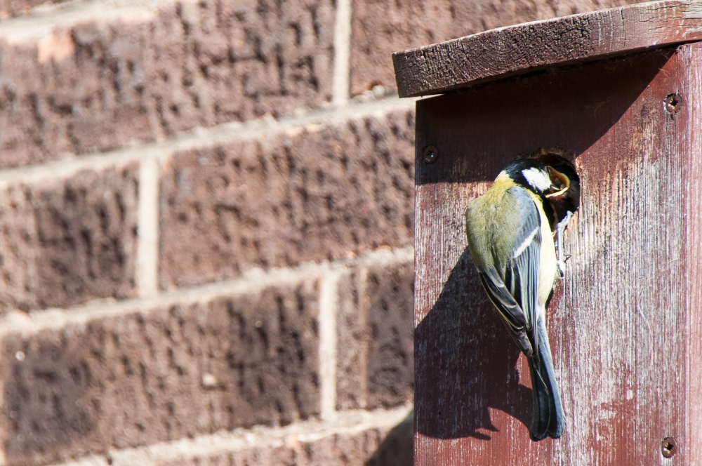 Great Tit feeding young in Loughborough