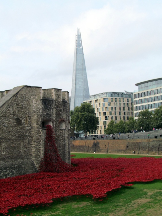 poppies at the Tower of London