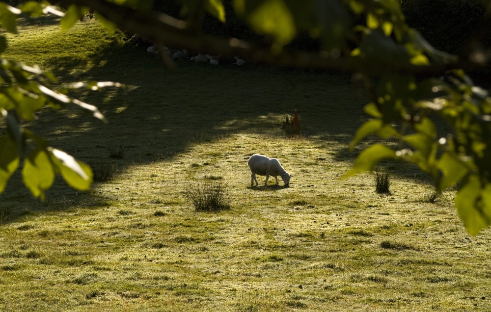 Backlit sheep Ambleside