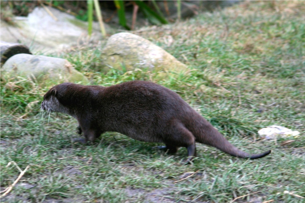 Otter on view within the site.
