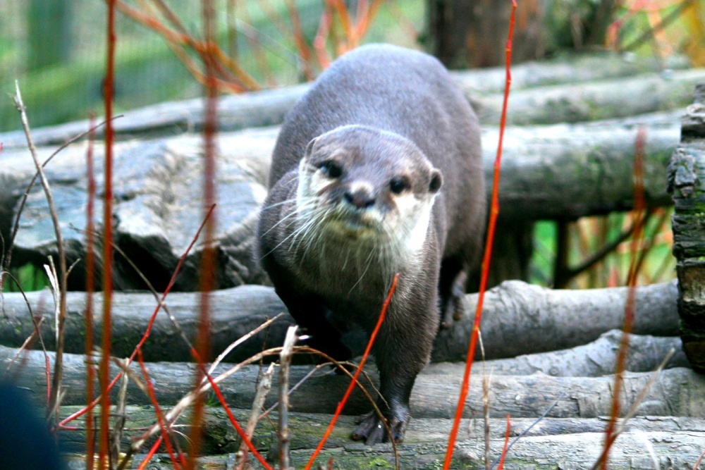 Otter on view within the site.