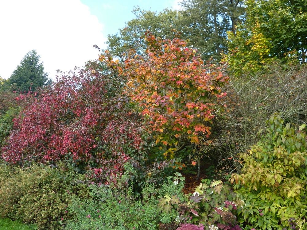 Autumnal colours at Borde Hill, 10th October 2012