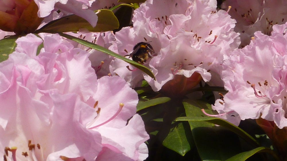 Busy bee at Nymans, 18th March 2015