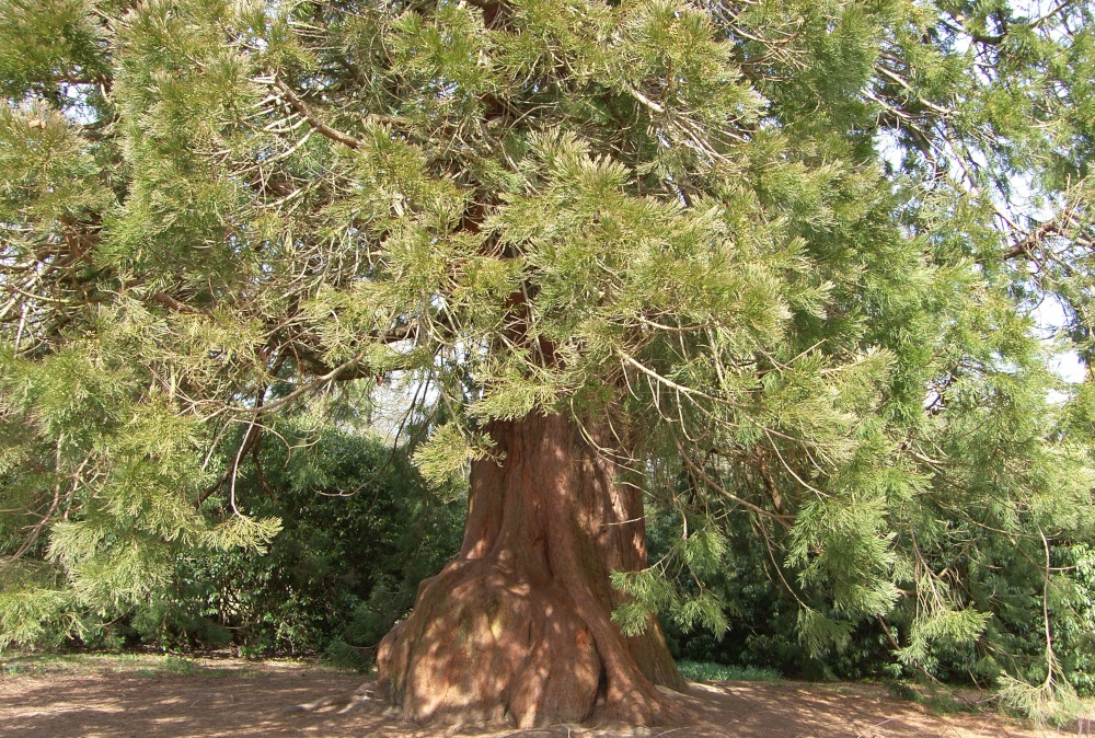Giant Redwood Wellingtonia, Sheffield Park Garden 27th March 2015