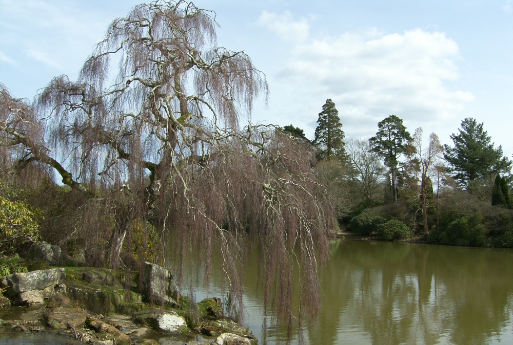 The beauty of Sheffield Park Garden, 27th March 2015