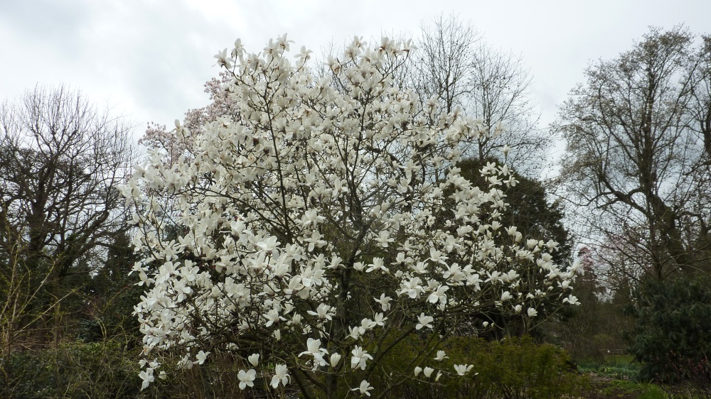 Beautiful white Magnolia, Nymans, 2nd April 2015