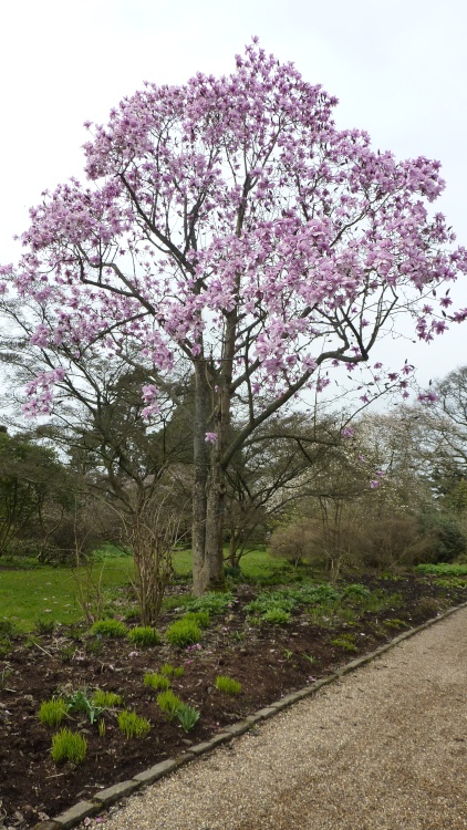 Pretty in pink at Nymans, 2nd April 2015