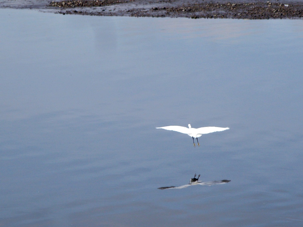 Little egret, Maldon