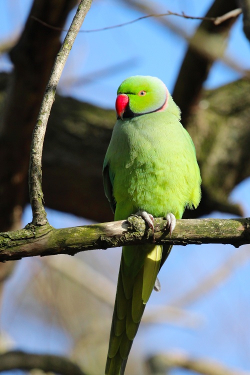 Perched Parakeet Danson Park