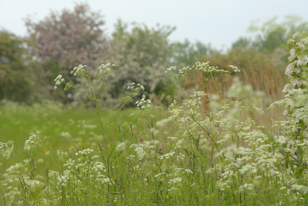 Hay Meadow at Somerton, Oxfordshire