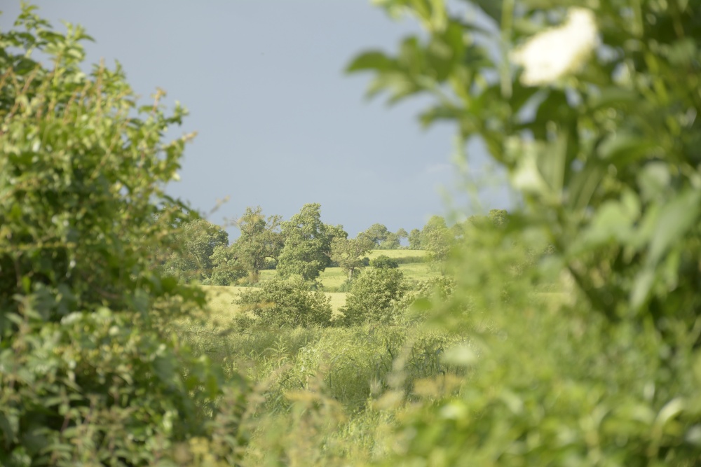 Hedge Gap, near Souldern, Oxfordshire