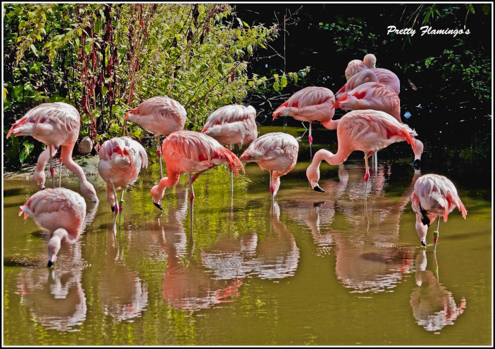 Pretty Flamingos. Twycross Zoo.