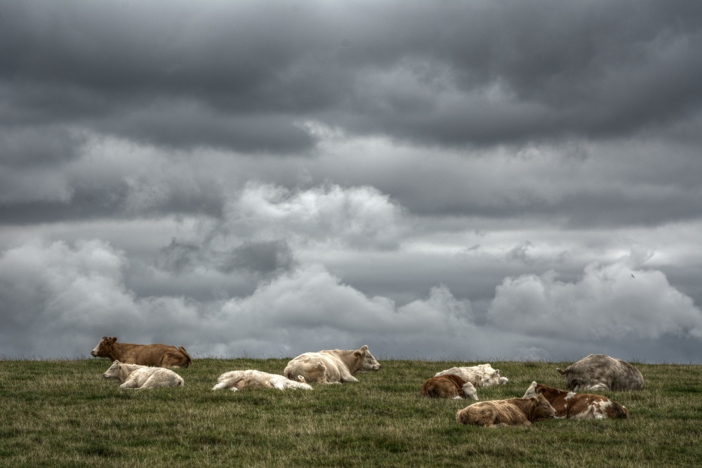 Cows near Claydon, Oxfordshire